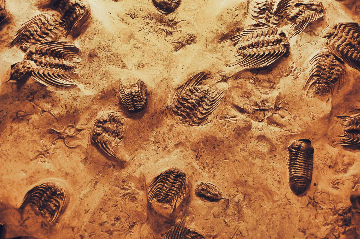 Fossils & Minerals