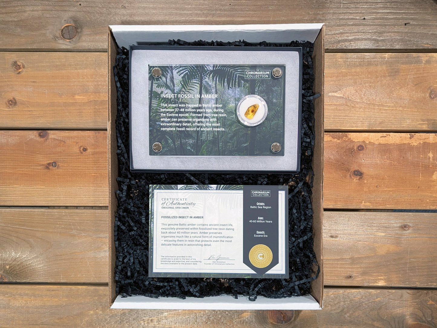 Fossilized Insect in Amber