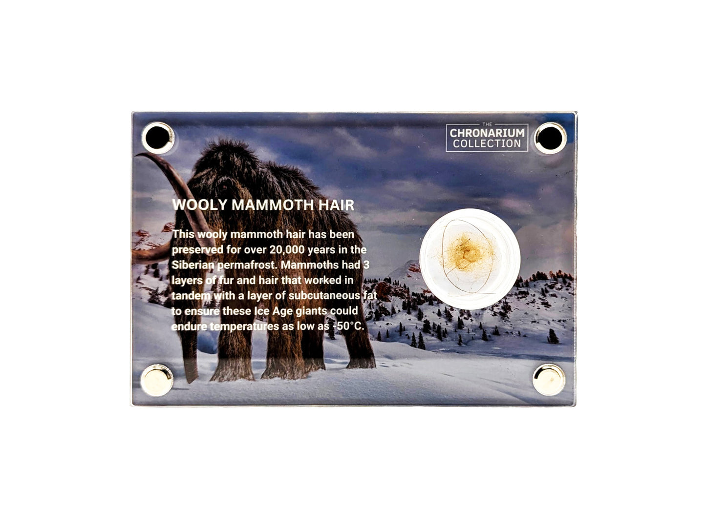 Woolly Mammoth Hair