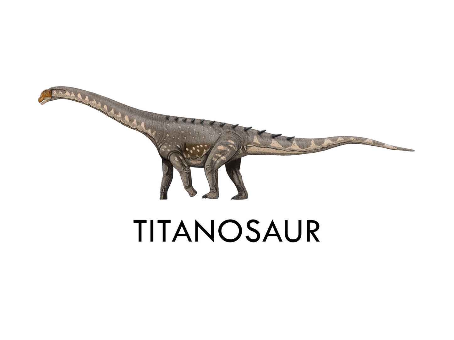 Titanosaur Fossilized Egg Shell