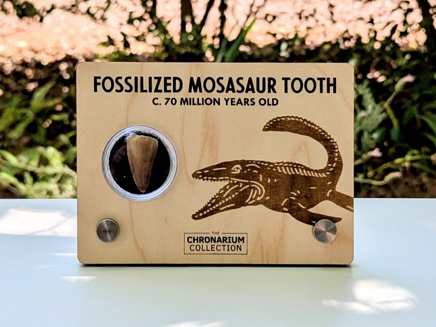 Fossilized Mosasaur Tooth
