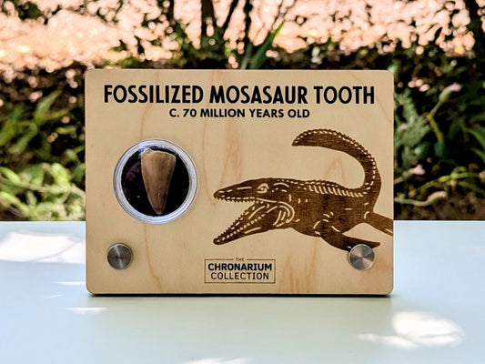 Fossilized Mosasaur Tooth