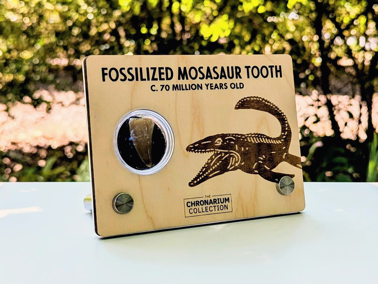 Fossilized Mosasaur Tooth