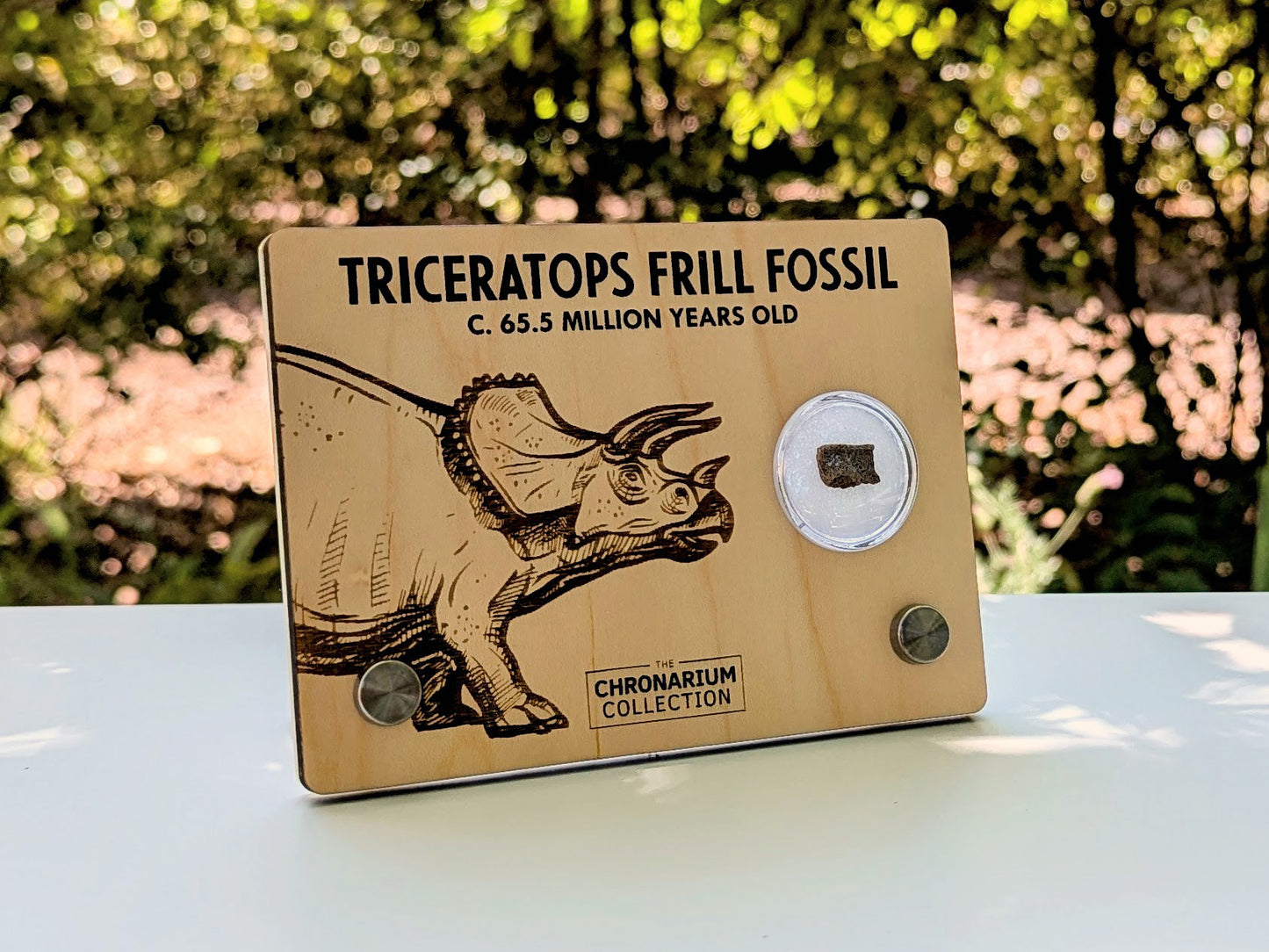 Triceratops Frill Fossil