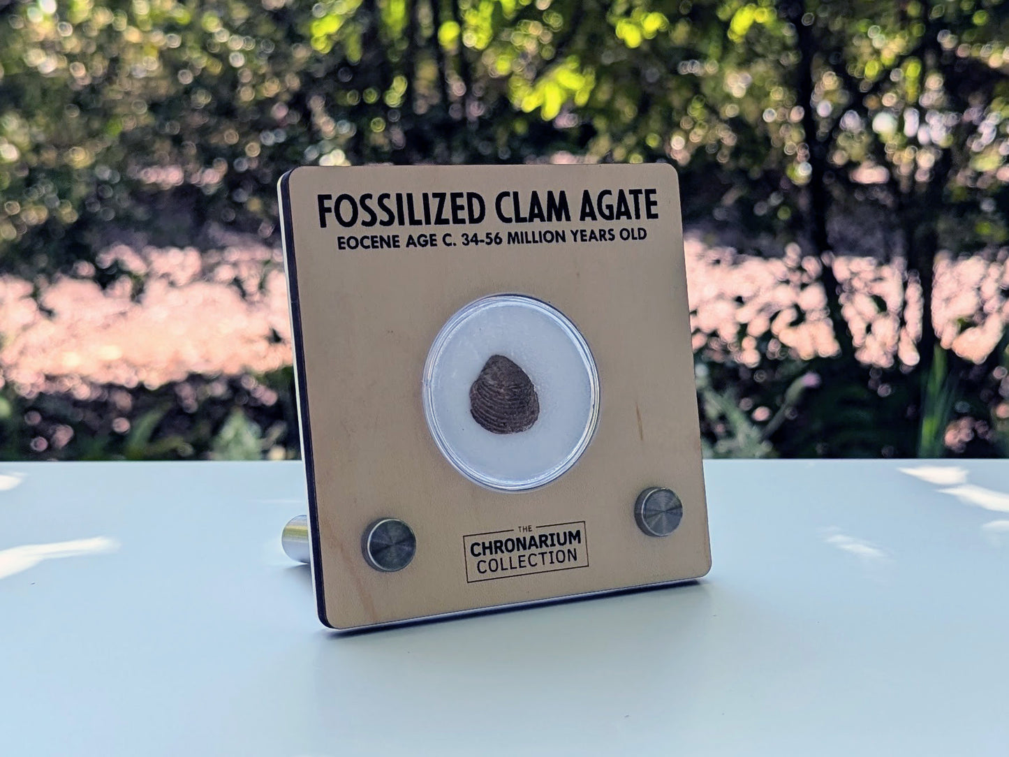 Agate Replaced Fossil Clam