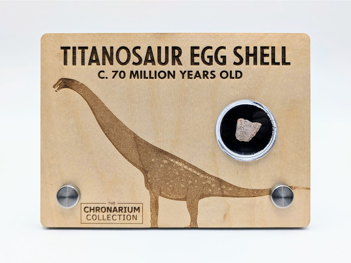 Titanosaur Fossilized Egg Shell