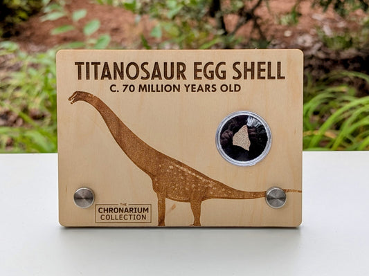 Titanosaur Fossilized Egg Shell
