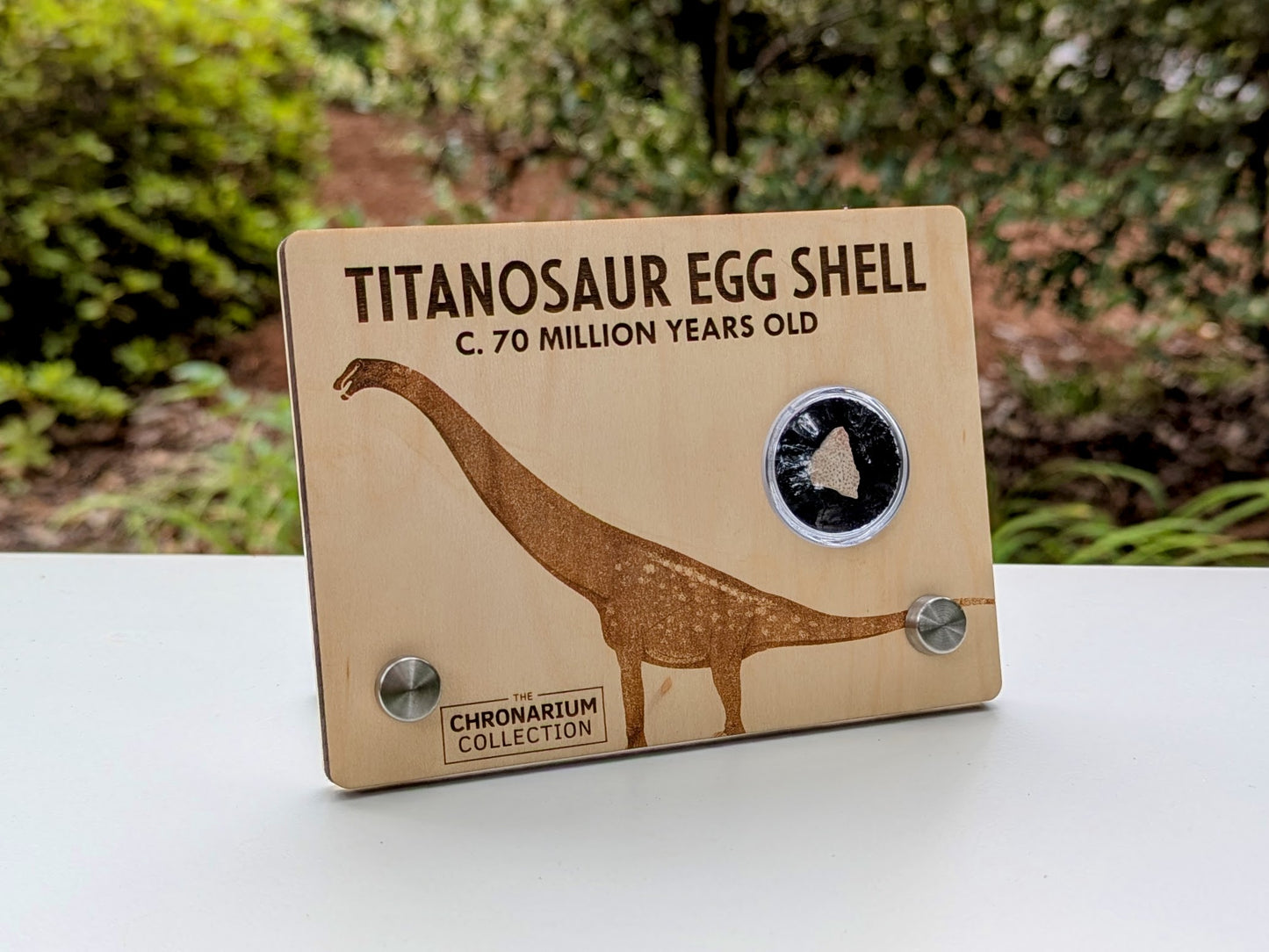 Titanosaur Fossilized Egg Shell