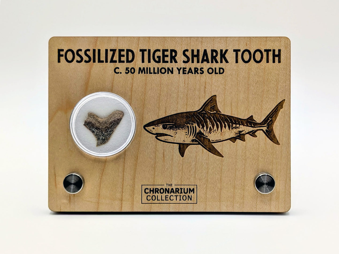 Fossilized Tiger Shark Tooth