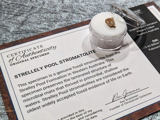 World's Oldest Fossil