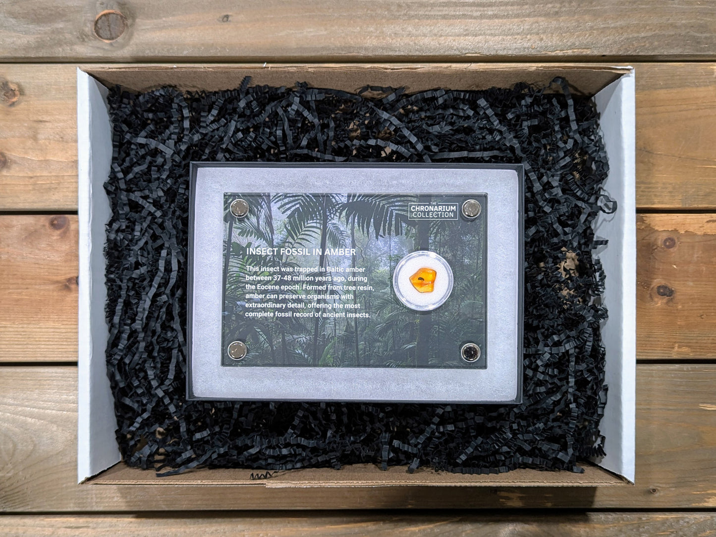 Fossilized Insect in Amber