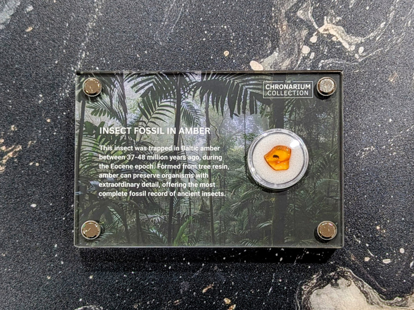 Fossilized Insect in Amber