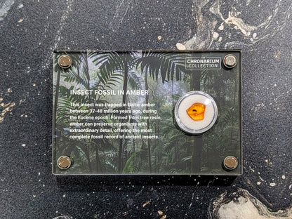 Fossilized Insect in Amber