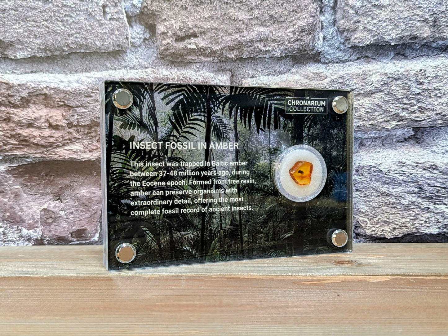 Fossilized Insect in Amber