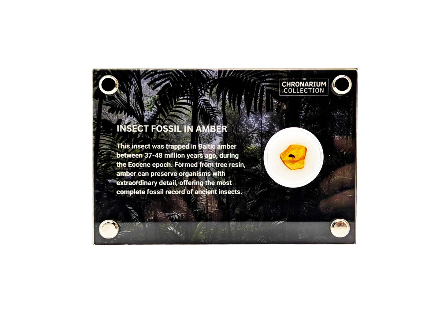 Fossilized Insect in Amber