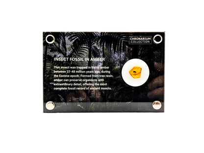 Fossilized Insect in Amber