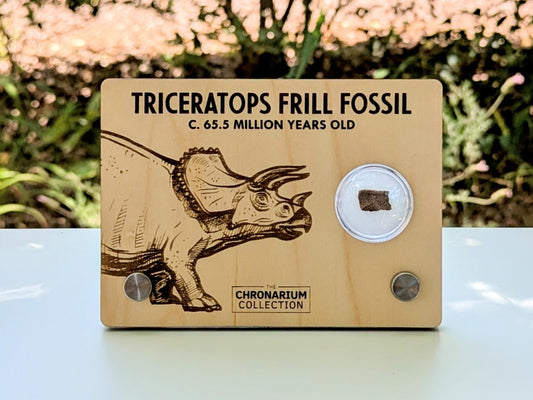 Triceratops Frill Fossil