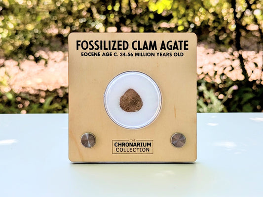 Agate Replaced Fossil Clam
