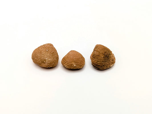 Agate Replaced Fossil Clam