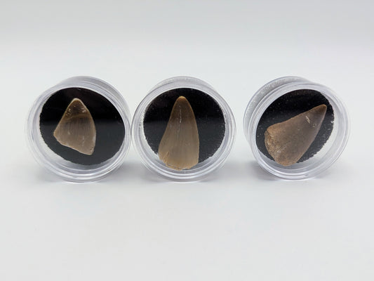 Fossilized Mosasaur Tooth