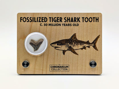 Fossilized Tiger Shark Tooth