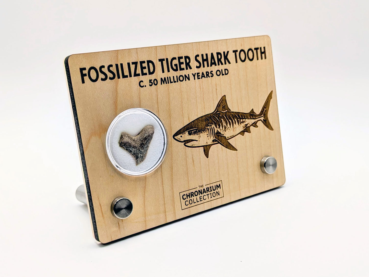 Fossilized Tiger Shark Tooth