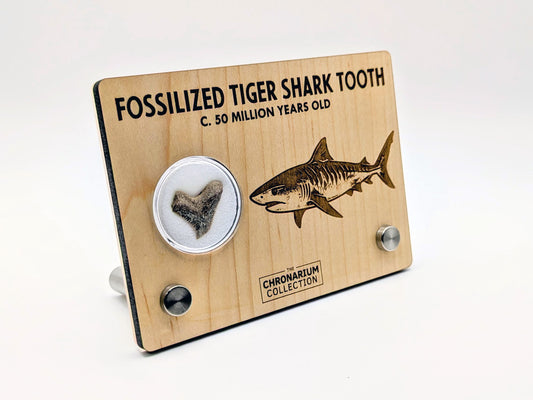 Fossilized Tiger Shark Tooth