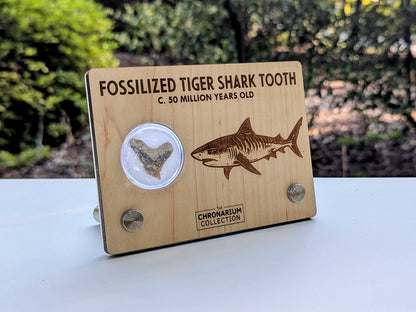 Fossilized Tiger Shark Tooth