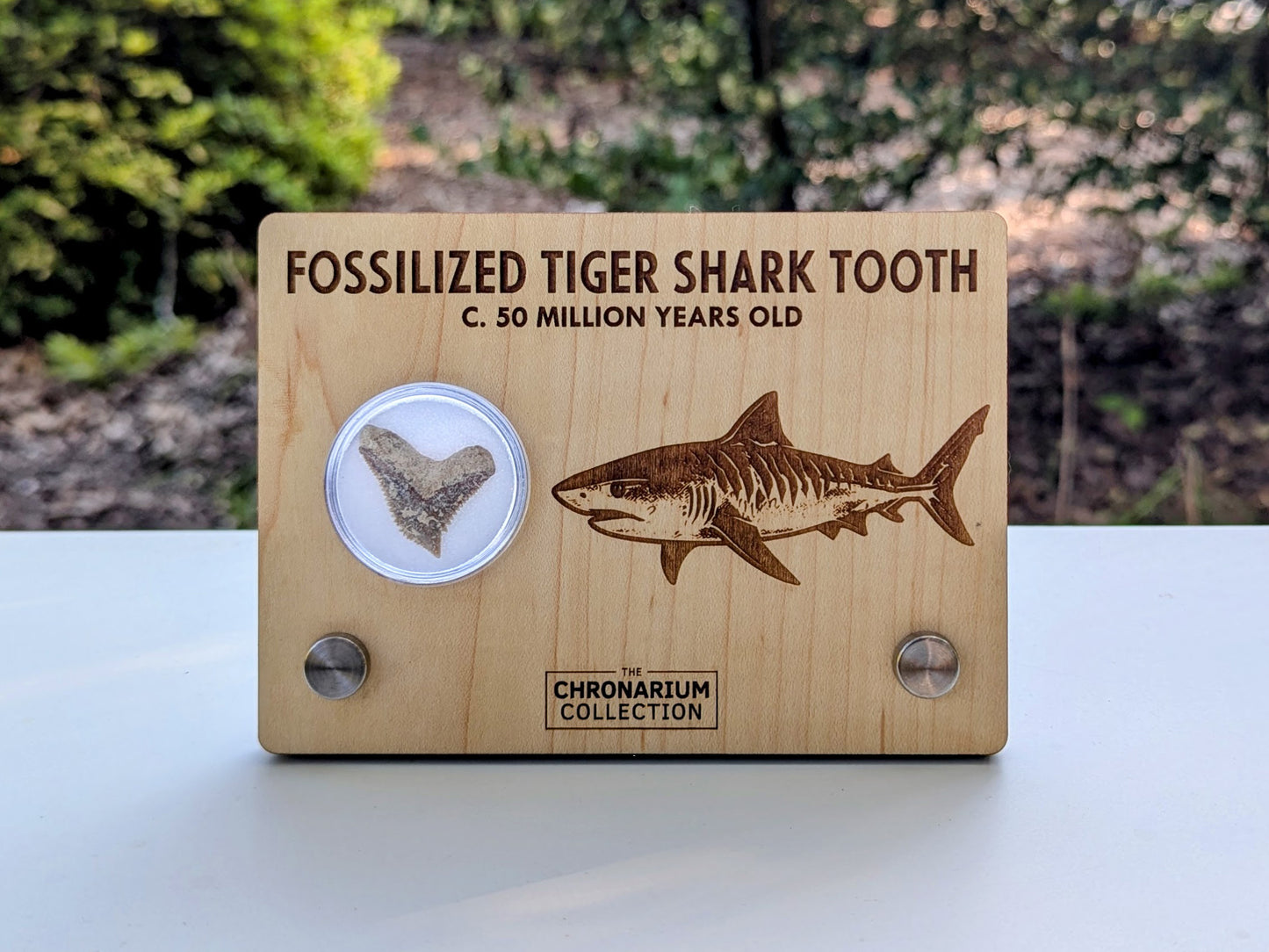 Fossilized Tiger Shark Tooth