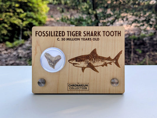 Fossilized Tiger Shark Tooth