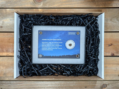 Admire Pallasite Meteorite