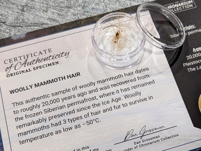 Woolly Mammoth Hair