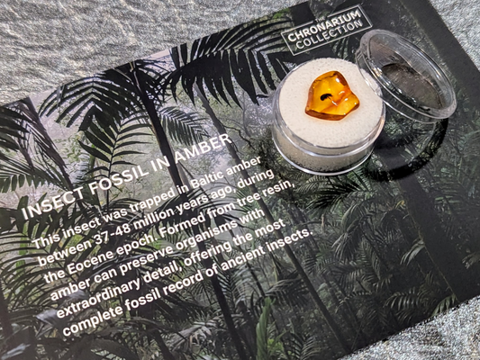 Fossilized Insect in Amber