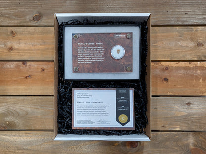 World's Oldest Fossil