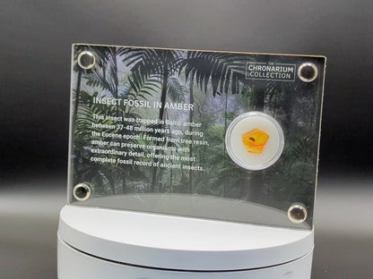 Fossilized Insect in Amber