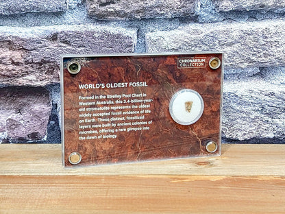 World's Oldest Fossil