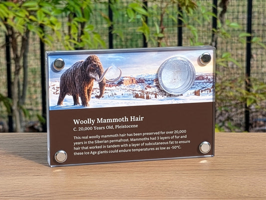 Woolly Mammoth Hair