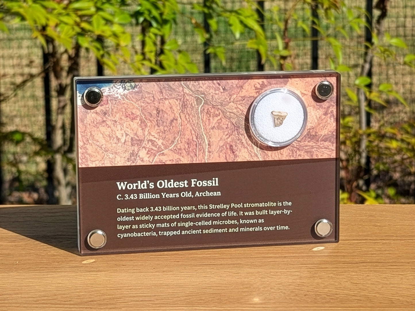 World's Oldest Fossil
