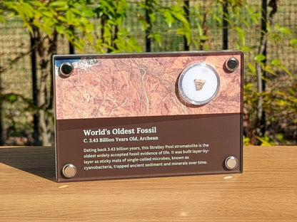 World's Oldest Fossil